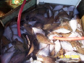 view of fish in box