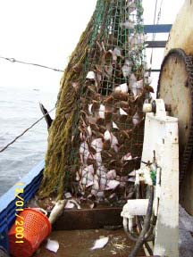 fish in net