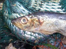close up of Atlantic herring