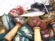 Atlantic herring with bait bags