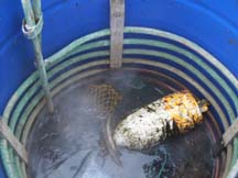 Buoy and rope inside "hot tank"