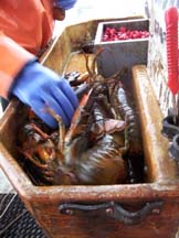 Lobsters in cull box