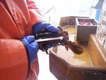 Mattie measuring lobster