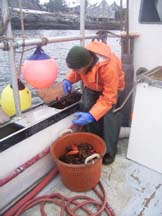 VanNostran removing lobsters