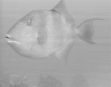black and white photo of a fish