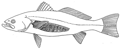 Figure 1 illustration of a fish