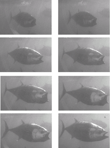 Photos oof a bluefin tuna