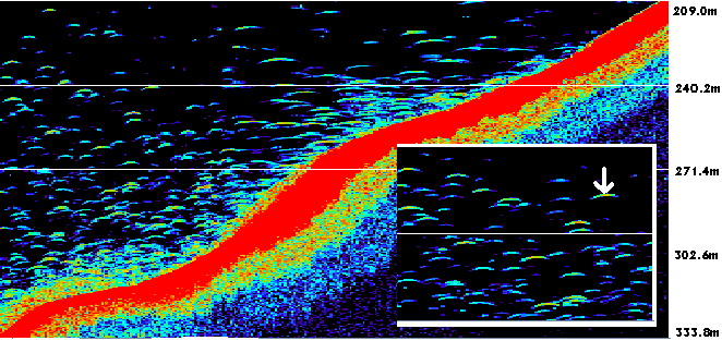Echogram of spawning cod aggregation