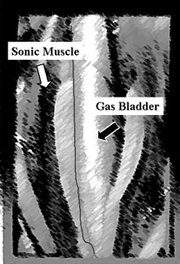 Image of sonic muscle and gas bladder