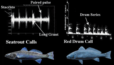 Graphs reflecting seatrout and red drum calls