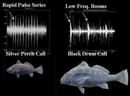 Graphs reflecting  silver perch and black drum calls