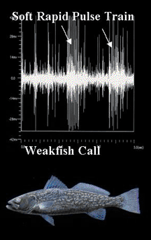 Graph reflecting weakfish call