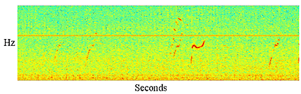 Spectrogram: sequence of whistles from whale