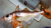 Photo of a haddock