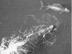 Photo of Whales