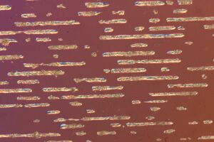 Cell_tracks_1.jpg (13283 bytes)