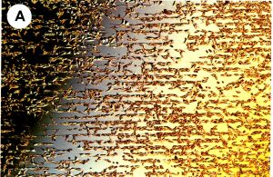 Fibroblast_tracks_1.jpg (32332 bytes)