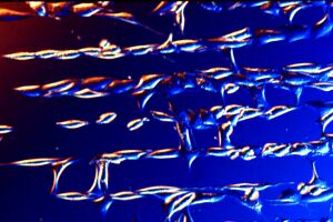 Fibroblast_tracks_2.jpg (18459 bytes)