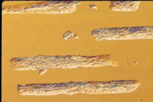 cell_tracks_2.jpg (10532 bytes)