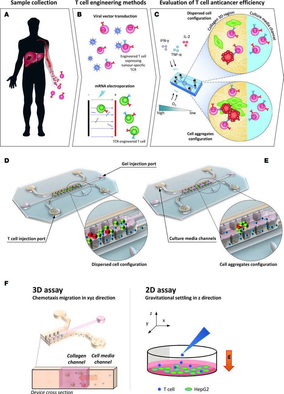 Frontiers  Low-cost gel-filled microwell array device for