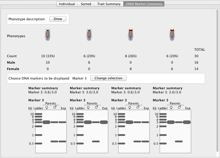 StarGenetics fly user interface showing DNA maker functionality