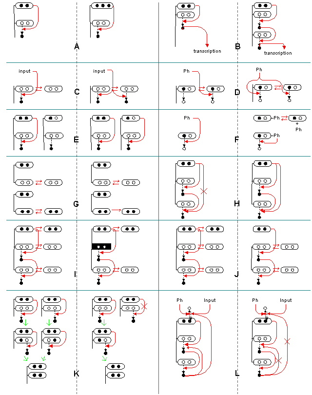 The search space of MAP kinase network structures being probed in this research