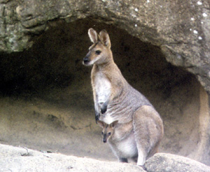 2 kangaroos