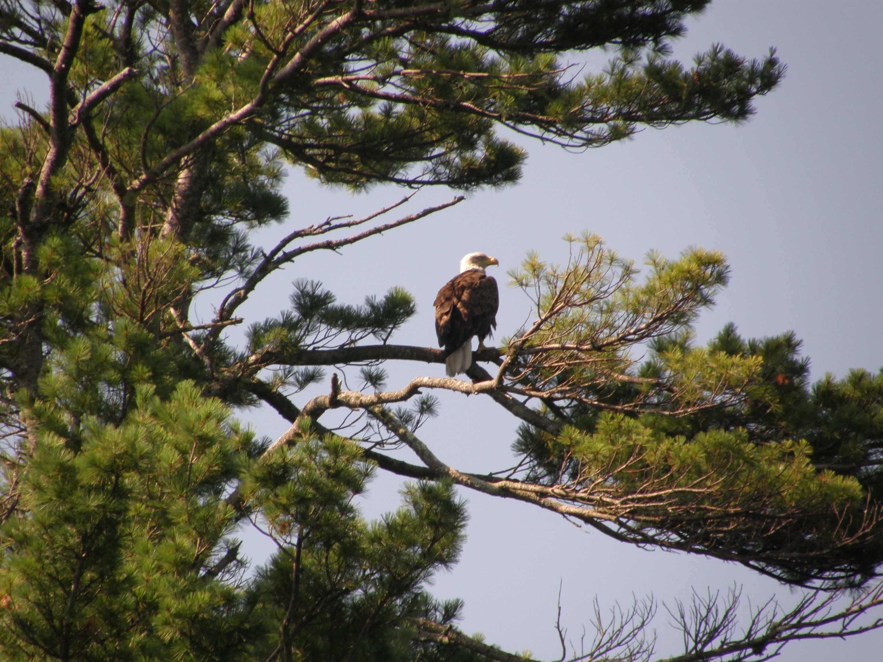 Bald eagle.