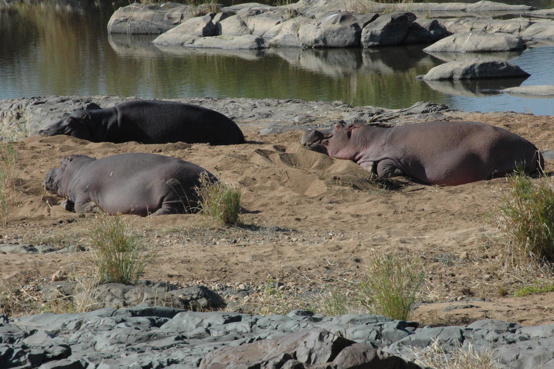 Some hippos