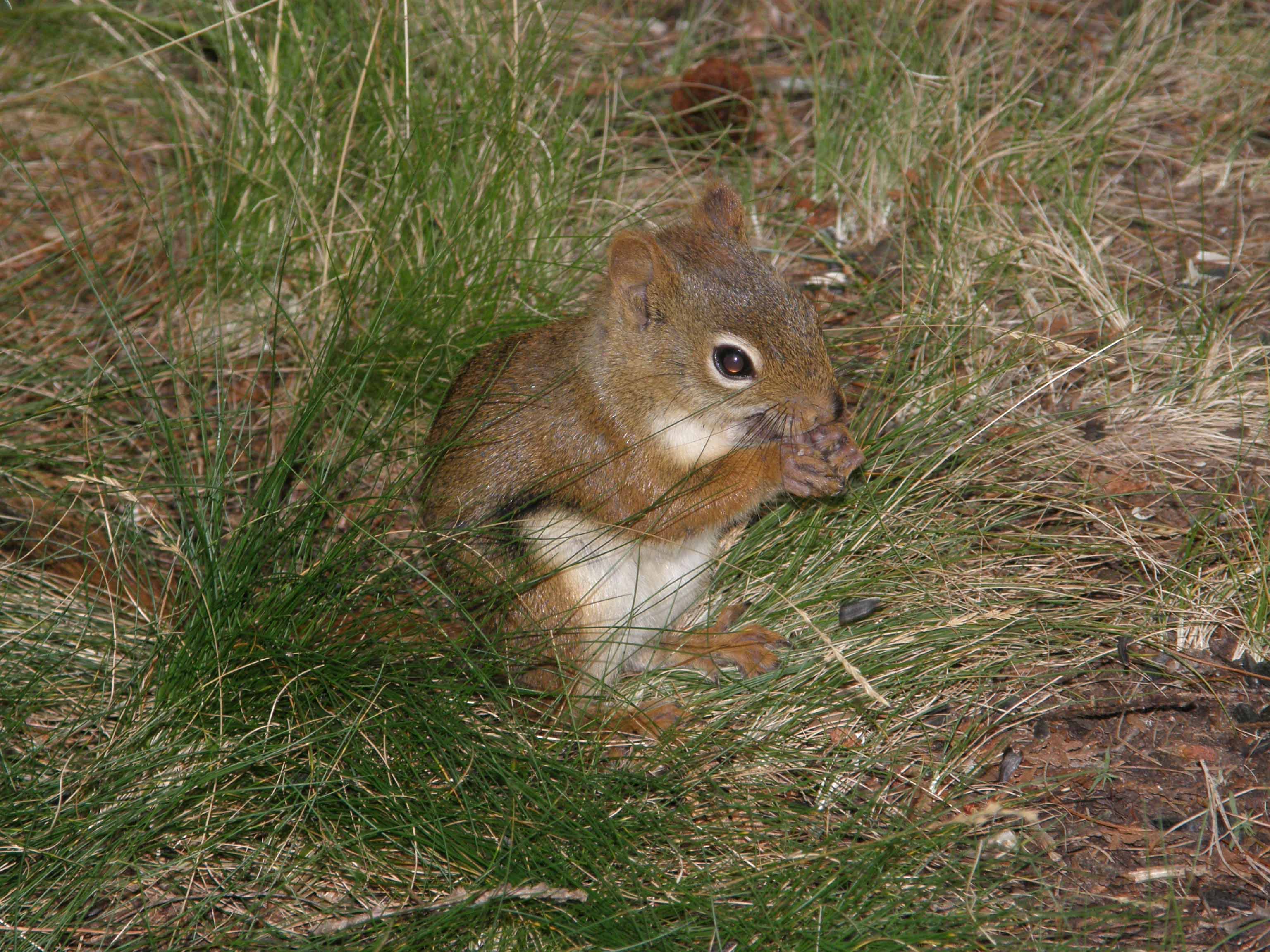 Campsite visitor.