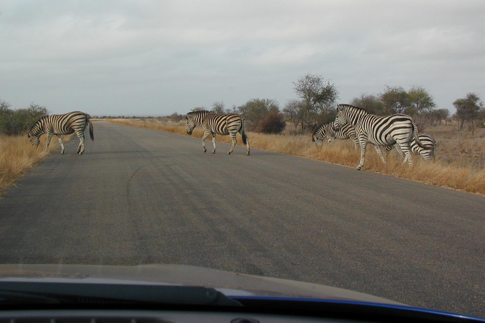 Zebras on the road