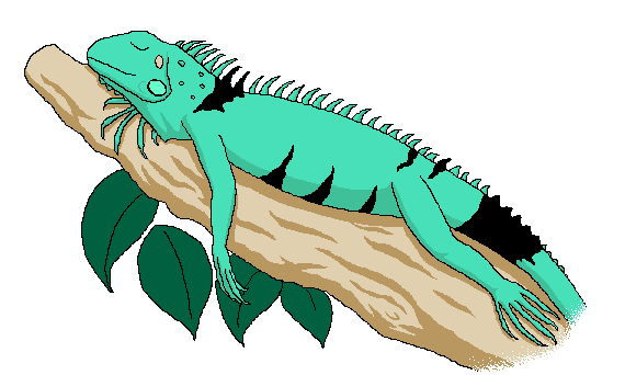 Iguana