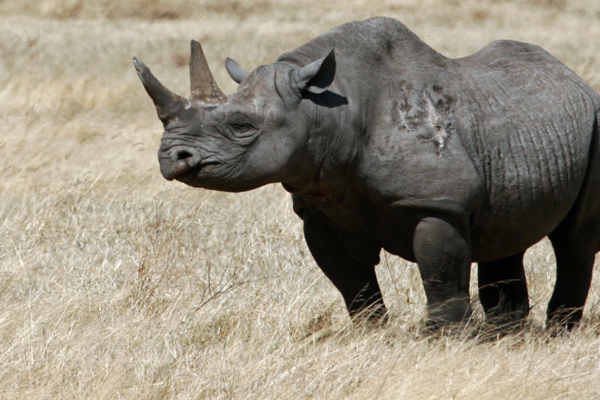 Valued for its horns, which are considered to be a cure for cancer by traditional Eastern medicine, Africa's western black rhino has recently been hunted to extinction. Source: <a href='works_cited.html#rhino' target=_blank>Knight</a>