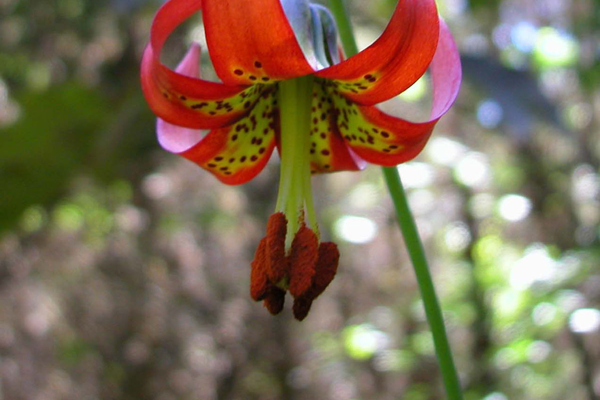 Lilium Occidentale, or the Western Lilly, is found on the coasts of California and Oregon. Its beauty and grace is the biggest threat to its existence as passerby are quick to pick the sole flowering stalk. <a href='works_cited.html#flower' target=_blank>Center for Plant Conservation</a>