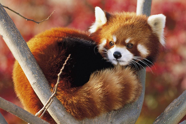 Only found in the mountains of Southern Asia, the Red Panda's habitat is being encroached by deforestation and agriculture. Source: <a href='works_cited.html#redpanda' target=_blank>National Geographic</a>
