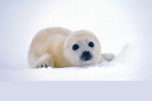 The soft, furry coats of the Harp Seal are highly prized in the eyes of sealers. Recent years have seen more regulated huntings however they are still hunted above a sustainable level. <a href='works_cited.html#seal' target=_blank>National Geographic</a>