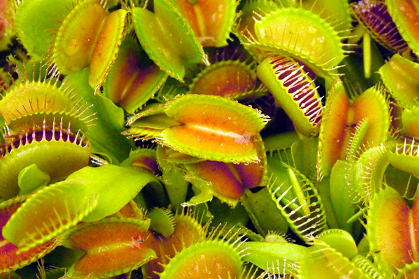 The Venus Flytrap is a very unique species of plants that feeds on insects because its environment generally has poor soil conditions. The fascitination with these plants has caused them to become endangered in the wild and are now generally grown in greenhouses. <a href='works_cited.html#venus' target=_blank>Botanical Society of America</a>