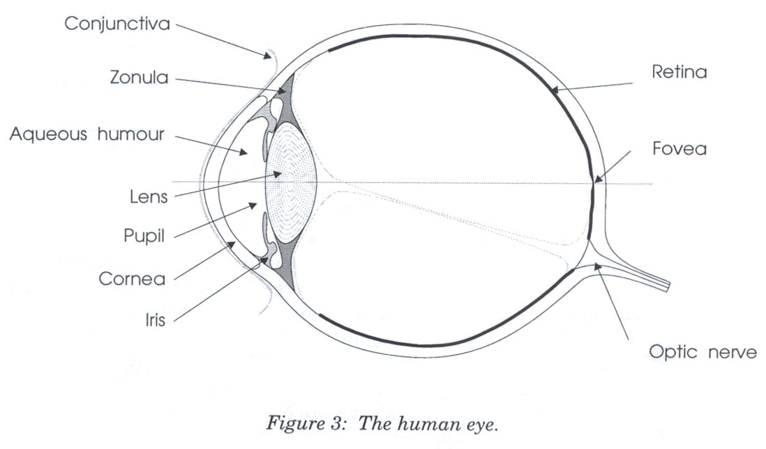 labelled diagram of the human eye