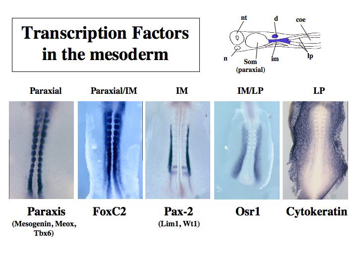 slide25.jpg