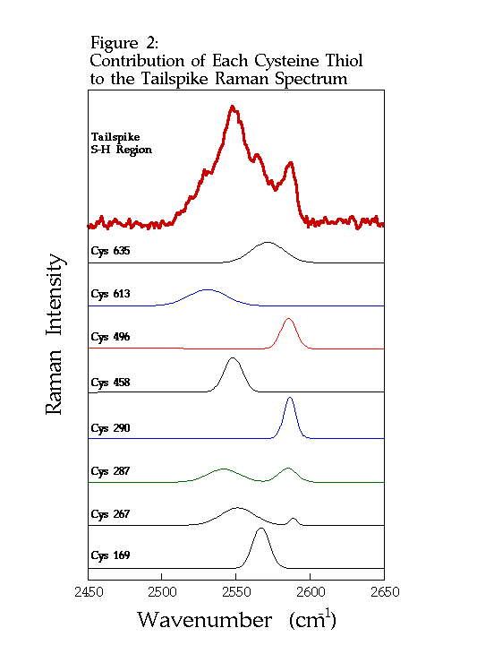 Cysteine Thiol to Tailspike Raman Spectrum