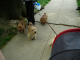 Click on one of the size names above to enlarge this image Click on one of the size names above to enlarge this image