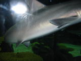 Click on one of the size names above to enlarge this image Click on one of the size names above to enlarge this image