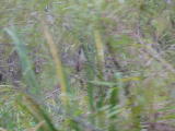 Click on one of the size names above to enlarge this image Click on one of the size names above to enlarge this image