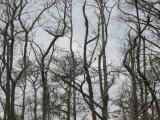 Click on one of the size names above to enlarge this image Click on one of the size names above to enlarge this image