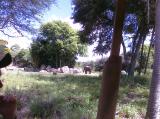 Click on one of the size names above to enlarge this image Click on one of the size names above to enlarge this image