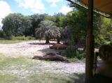 Click on one of the size names above to enlarge this image Click on one of the size names above to enlarge this image