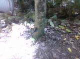 Click on one of the size names above to enlarge this image Click on one of the size names above to enlarge this image