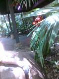 Click on one of the size names above to enlarge this image Click on one of the size names above to enlarge this image