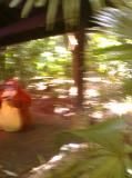 Click on one of the size names above to enlarge this image Click on one of the size names above to enlarge this image