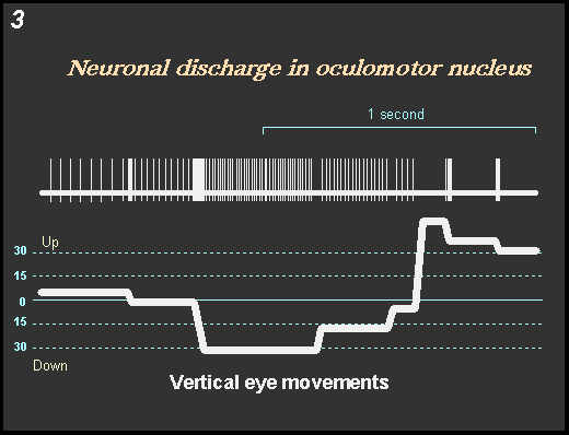 neuronal discharge in oculomotor nucleus